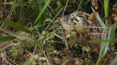 Nadir görülen bir Bittern, Botaurus yıldızları, gölün kıyısındaki bir sazlıkta yiyecek arıyorlar..