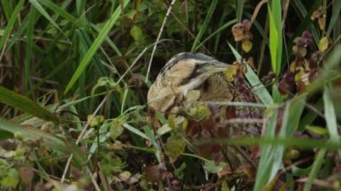 Nadir görülen bir Bittern, Botaurus yıldızları, gölün kıyısındaki bir sazlıkta yiyecek arıyorlar..