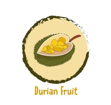 Exotic frut Durian on white background