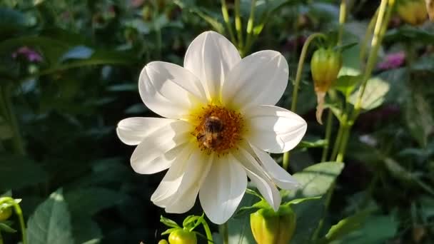 ミツバチは白い花から花粉を集め — ストック動画