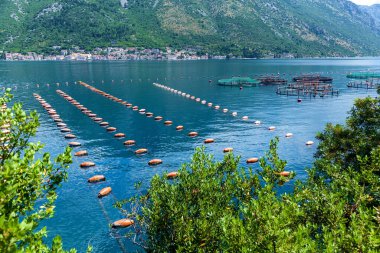 Karadağ 'ın Boko-Kotorsky Körfezi kıyısında istiridye ve midye yetiştirmek için çiftlikler.