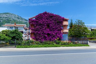 Karadağ 'da güzel çiçekli Bougainvillea örgülü ev