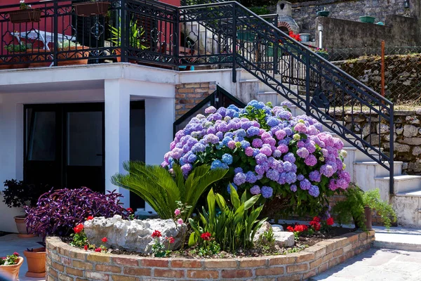 Gran Arbusto Flores Multicolores Hortensias Jardín Casco Antiguo Montenegro — Foto de Stock