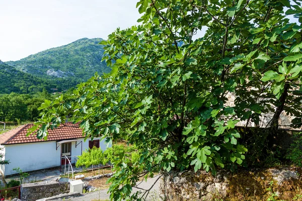 Grüne Figuren Von Feigen Mit Grünen Blättern Auf Einem Baum — Stockfoto