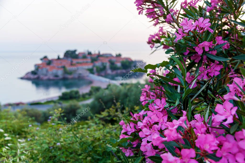 Beautiful pink flowers of plants oleander on the background of the island Hotel St. Stephen Montenegro