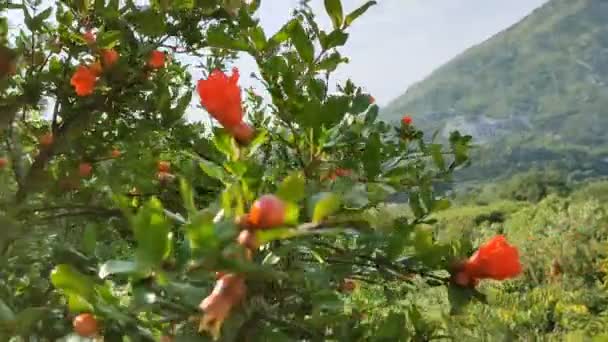 Fruta Joven Inmadura Flor Granada Cierran Sobre Fondo Follaje Verde — Vídeos de Stock