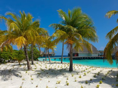 Bora Bora Adası, Maldivler, Tahiti 'deki beyaz kumlu plajda, mavi göldeki su altı bungalovları ve lüks villalar..