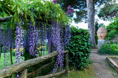 Beautiful purple wisteria in bloom at Vile Cimbrone in Ravello, Italy.