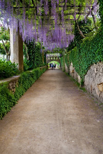 Beautiful Purple Wisteria Bloom Vile Cimbrone Ravello Italy — Photo