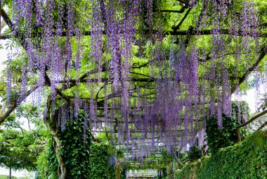 İtalya, Ravello 'daki Vile Cimbrone' da çiçek açan güzel mor salkımlar..