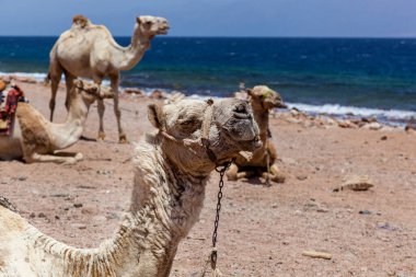 Kızıl Deniz 'in yakınında dinlenen kafilede Mısır Dahab Güney Sina