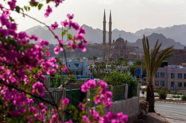 Eski Sharm El Sheikh Mısır 'daki bir caminin arka planında Güneş ışınlarındaki güzel pembe çiçekler.