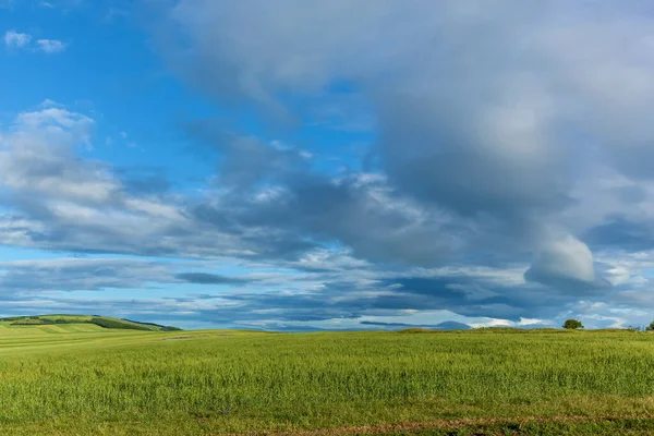 Green Fields Wheat Blue Sky Background White Clouds — ストック写真