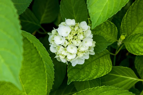 White flowers Hydrangea balls close up on green leaves background