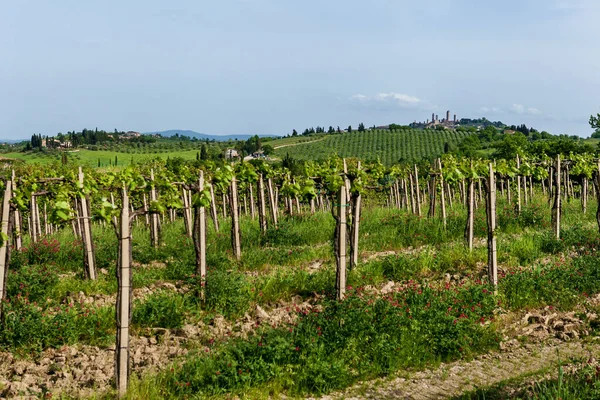 Farms Young Vineyards Italian Countryside — Stockfoto