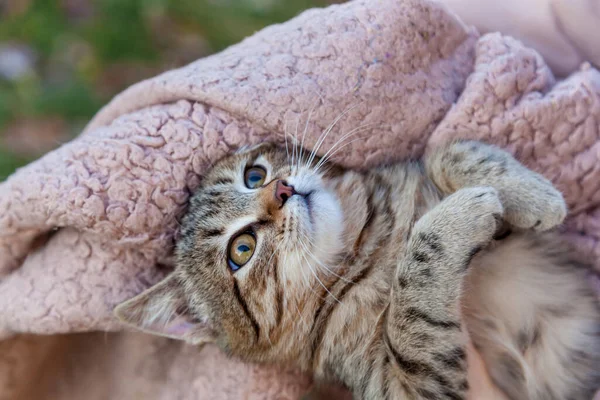 Girl Street Holds Cat Wrapped Pink Plaid — Stock fotografie