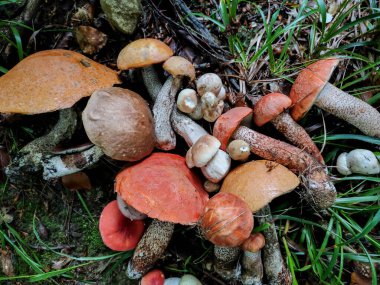 Ormanda mantar topluyorum. Taze orman mantarları. Türlü beyaz mantar ve boletus..