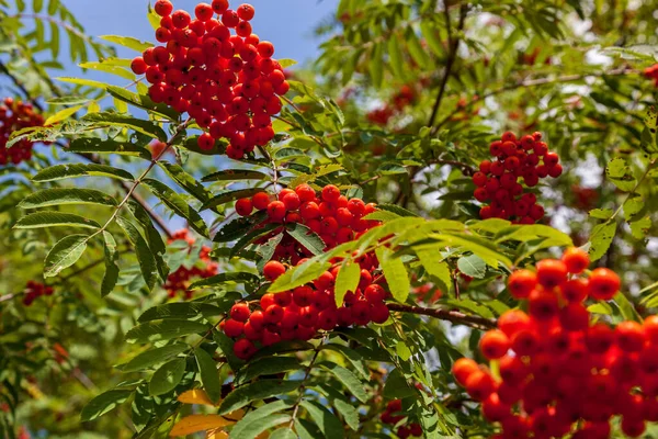 罗文枝条 有成熟果实特写 罗文枝条上有红色的罗文浆果 有成熟的罗文浆果特写和绿色叶子 — 图库照片