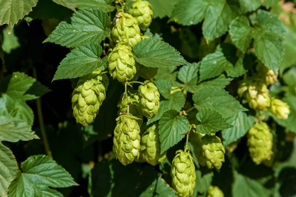 Humulus Lupulus Planta Lúpulo Florido Folhagem Verde Fundo — Fotografia de Stock