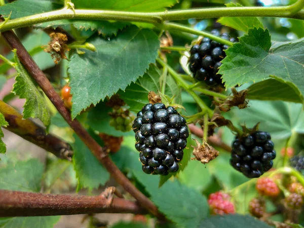 Fresh Ripe Blackberries Garden Many Ripe Blackberries Branch Green Leaves — Stock Photo, Image