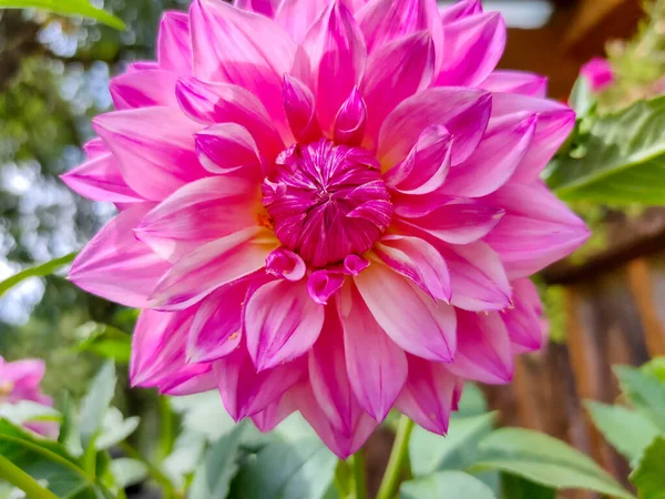 Close-up of a beautiful pink dahlia flower in the garden