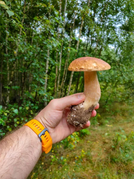 Picking mushrooms in the forest. A man holds a white mushroom in his hand