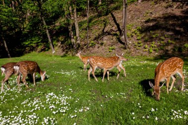 Benekli geyik sürüsü yeşil bir çayırda ot yiyor. Vahşi doğadaki hayvanların fotoğrafı..