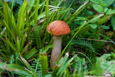 Ormanda mantar topluyorum. Yeşil çimenlerde yağmurdan sonra taze mantarlar