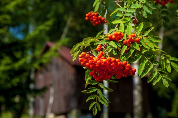 Rowan Branches Ripe Fruits Close Red Rowan Berries Rowan Tree — Stock Photo, Image