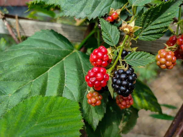 Amoras Frescas Maduras Jardim Muitas Amoras Maduras Ramo Com Folhas — Fotografia de Stock