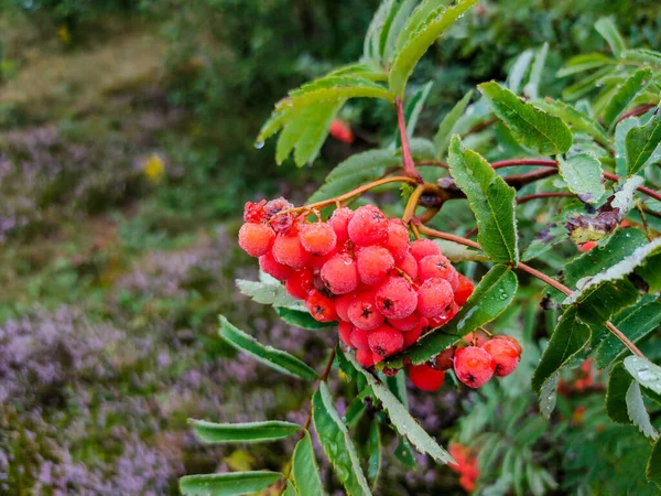 Κλαδιά Rowan Ώριμα Φρούτα Από Κοντά Κόκκινα Μούρα Rowan Στα — Φωτογραφία Αρχείου