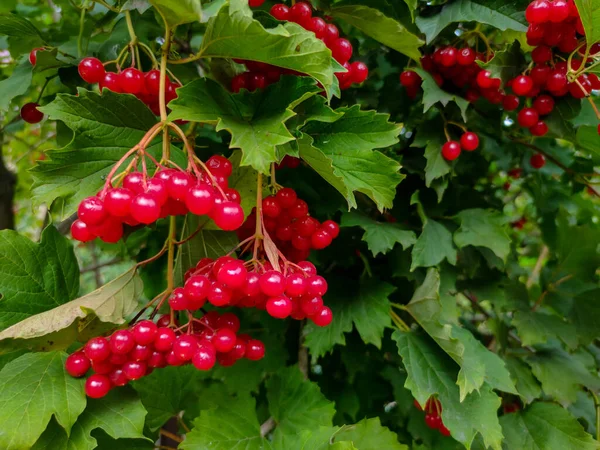 Vörös Viburnum Bogyók Erdőben Vörösviburnum Kertben Zöld Levelek Hátterével Szemben — Stock Fotó