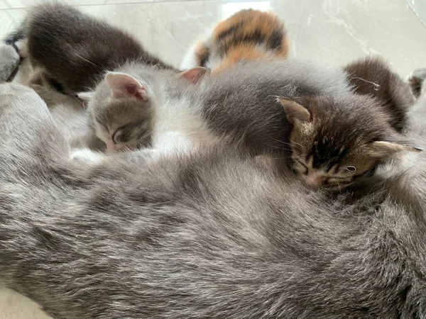 Anak Kucing Mengisap Susu Dari Ibu Menutup Ditembak — Stok Foto