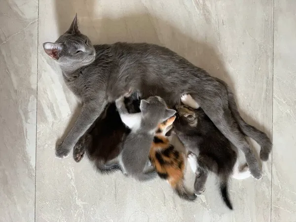 Mère Chat Allaitant Ses Bébés Chatons Plan Grand Angle — Photo