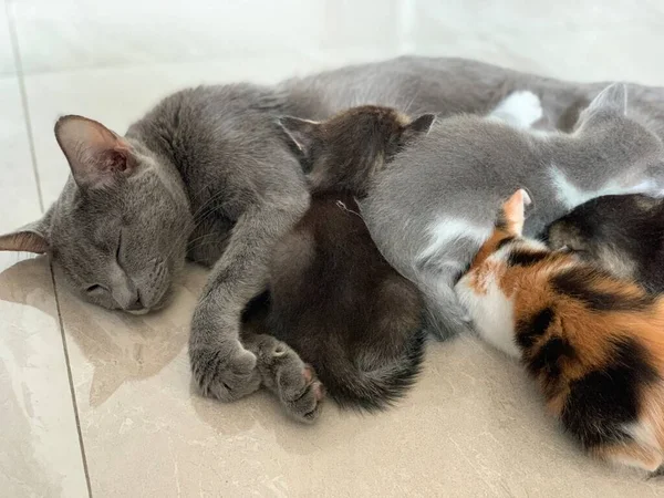 Mãe Gato Amamentando Seus Filhotes Gatinhos Close Shot — Fotografia de Stock
