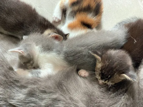 Kittens Zuigen Melk Van Mam Close Schot — Stockfoto