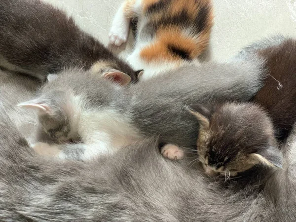 Yavru Kediler Annelerinden Süt Emerler Yakın Çekim — Stok fotoğraf