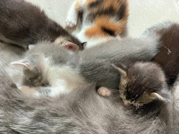 Gatitos Chupar Leche Mamá Cerca Disparo —  Fotos de Stock