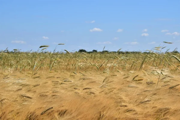 Ohren Auf Dem Getreidefeld — Stockfoto