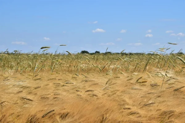 Fülek Gabonamezőn — Stock Fotó