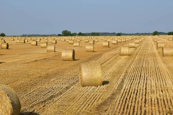 Fardos Trigo Após Colheita Campo — Fotografia de Stock