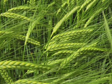 Bahar arpası kulakları sahada.