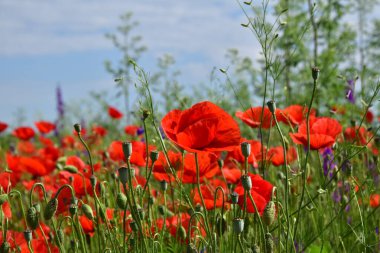 Tarlada kırmızı ot (Papaver rhoeas) çiçekleri.