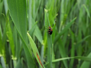 Buğday üzerinde tahıl yaprağı böcekleri (Oulema melanopus).