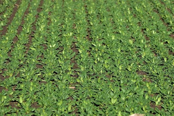 Övervintrande Spenatplantor Vintersolen — Stockfoto