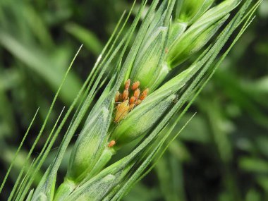 Aphid (Sitobion Bulvarı) buğday kulakları kolonisi.