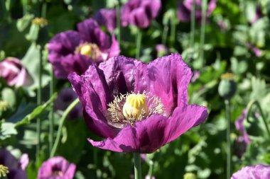 Gelincik (Papaver somniferum) çiçeği.
