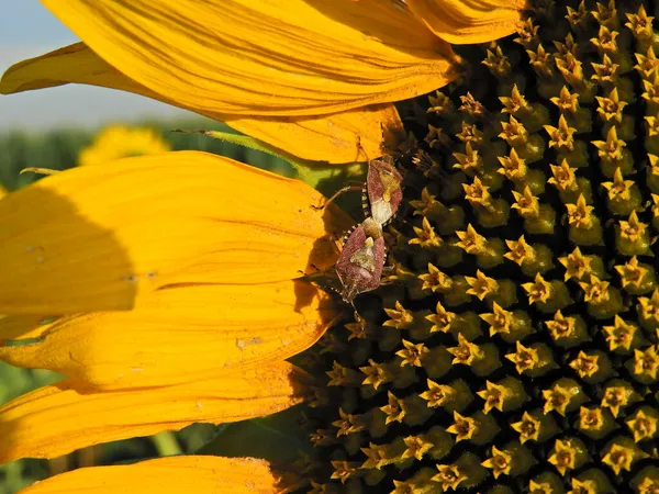 Sloe Bugs Dolycoris Baccarum Sunflower Flower — Stock Photo, Image