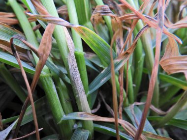 Septoria buğdayda lekelendi.
