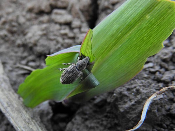 Прополка кукурузных листьев (Tanymecus dilaticollis) на молодой кукурузе.
